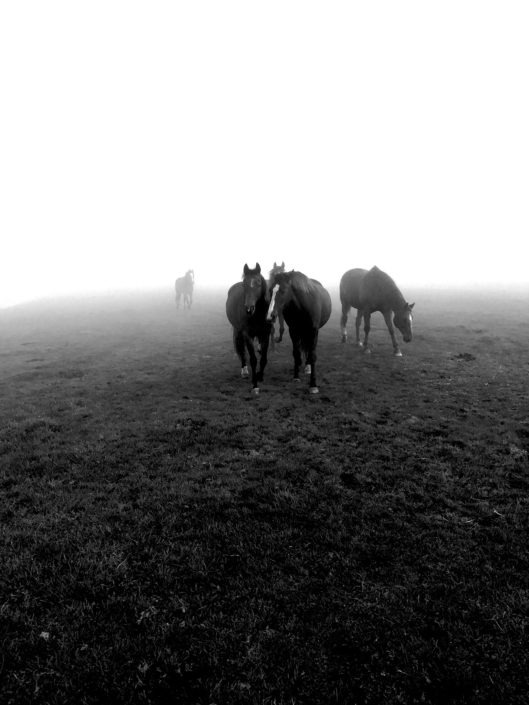 Paarden in de mist