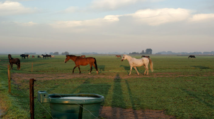 Groep paarden in weide