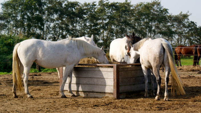 Witte paarden in paddock