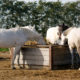 Witte paarden in paddock