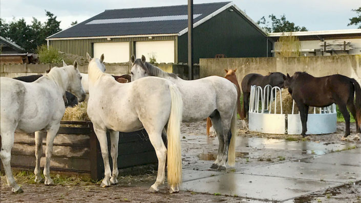 Paarden eten in paddock