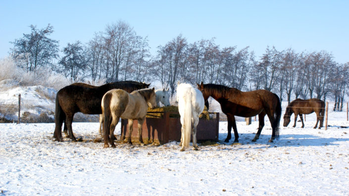 Paarden in de sneeuw