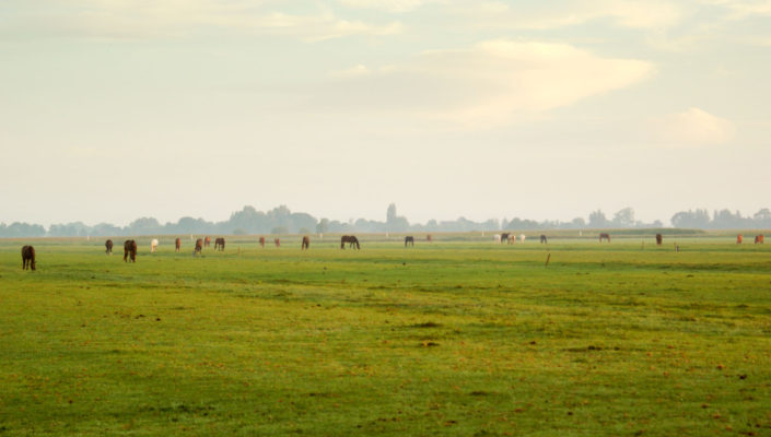 Paarden met pensioen in weide