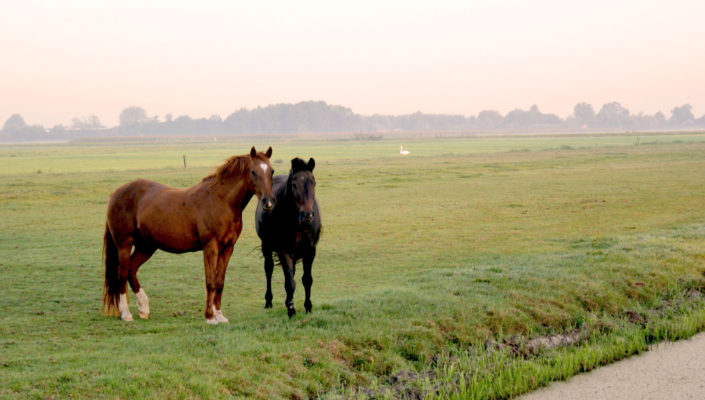 Paarden in de wei