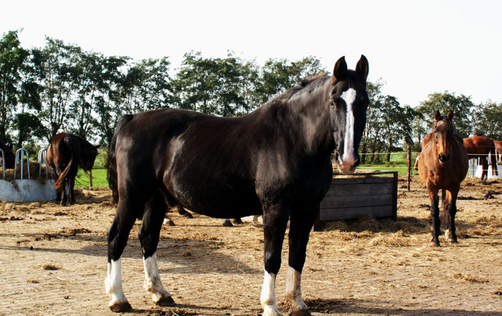 Bruine paarden in paddock